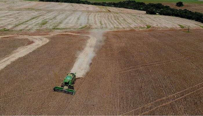  Primeira safra de feijão tem aumento de 55% de área plantada no Paraná